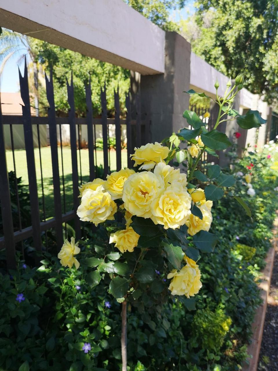 Aaa Rose Garden Guesthouse Mookgophong Dış mekan fotoğraf